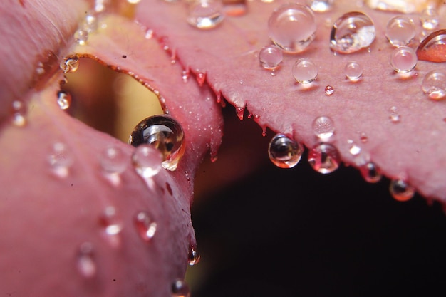 Foto close-up di gocce d'acqua su una rosa rosa