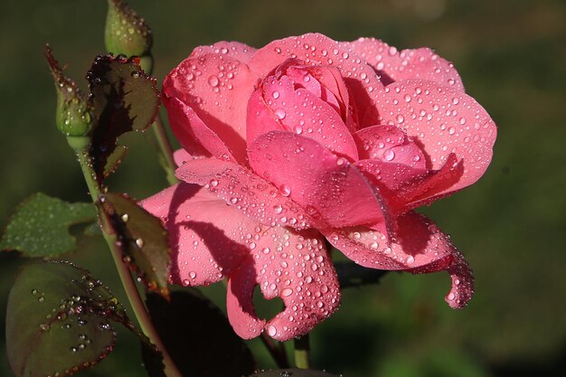 Close-up of water drops on pink rose