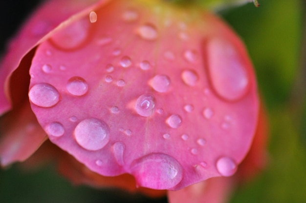 Foto close-up di gocce d'acqua su una rosa rosa