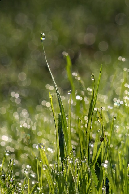 畑の植物に落ちる水のクローズアップ