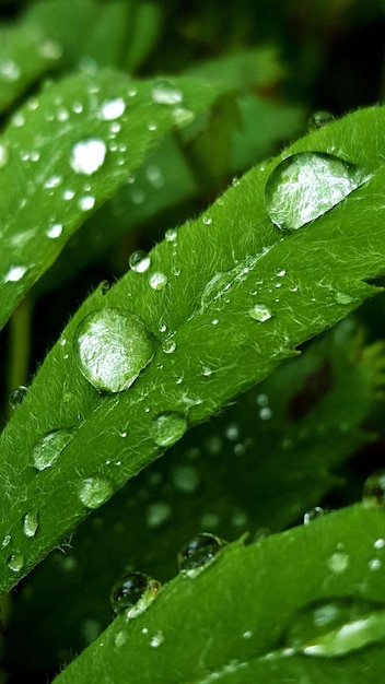 植物 の 葉 に 落ちる 水 の クローズアップ
