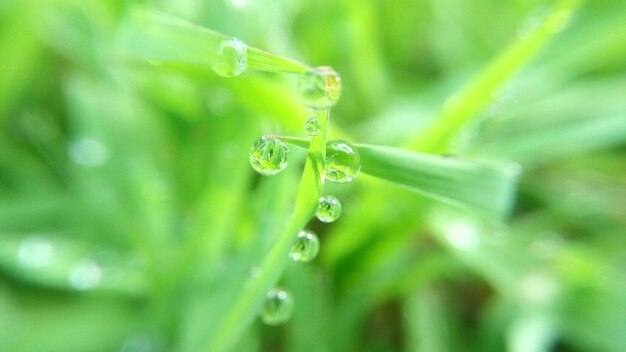 植物の葉に落ちる水滴のクローズアップ