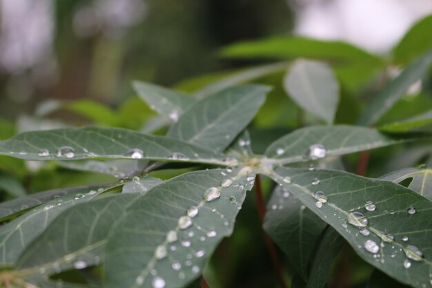 植物の葉に落ちる水滴のクローズアップ