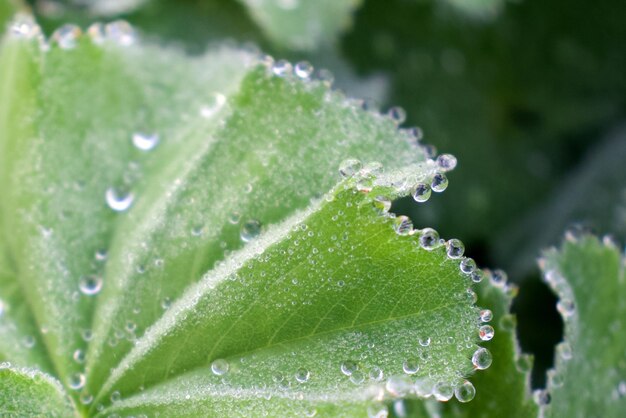 Photo close-up of water drops on plant leaves