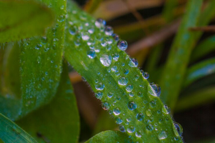 Photo close-up of water drops on plant leaves