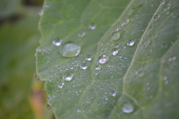 Photo close-up of water drops on plant leaves