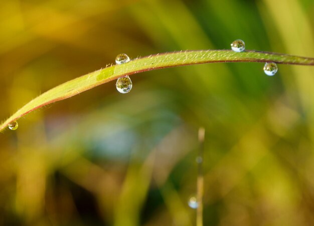 雨季に植物に落ちる水のクローズアップ