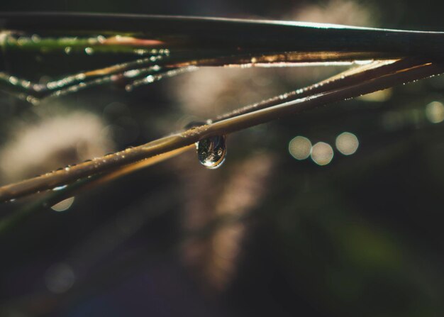 Photo close-up of water drops on plant