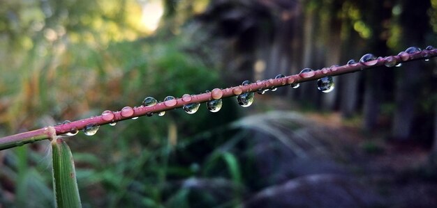 Foto close-up di gocce d'acqua sull'impianto