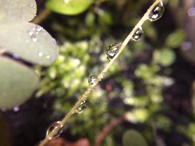 Foto prossimo piano delle gocce d'acqua sulla pianta