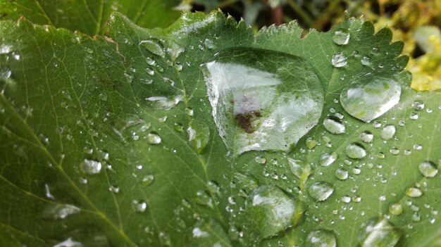 Close-up of water drops on plant