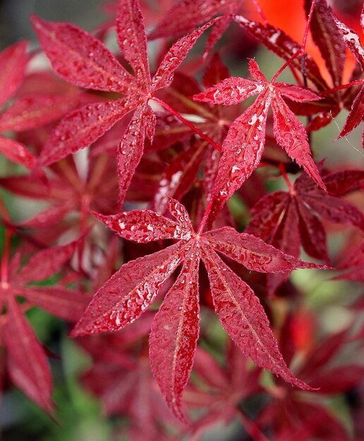 Close-up of water drops on plant