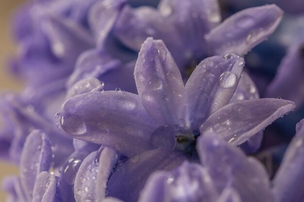 Close-up of water drops on plant