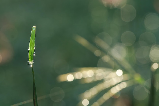 植物の水滴のクローズアップ