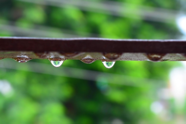 Photo close-up of water drops on plant