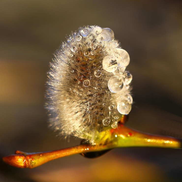 Photo close-up of water drops on plant
