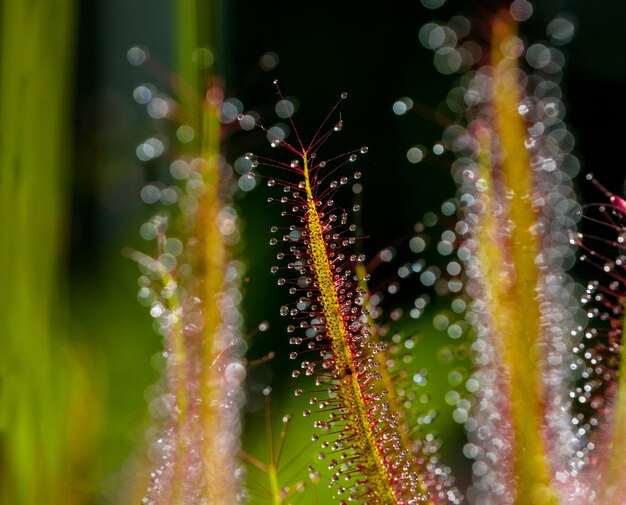 Foto prossimo piano delle gocce d'acqua sulla pianta