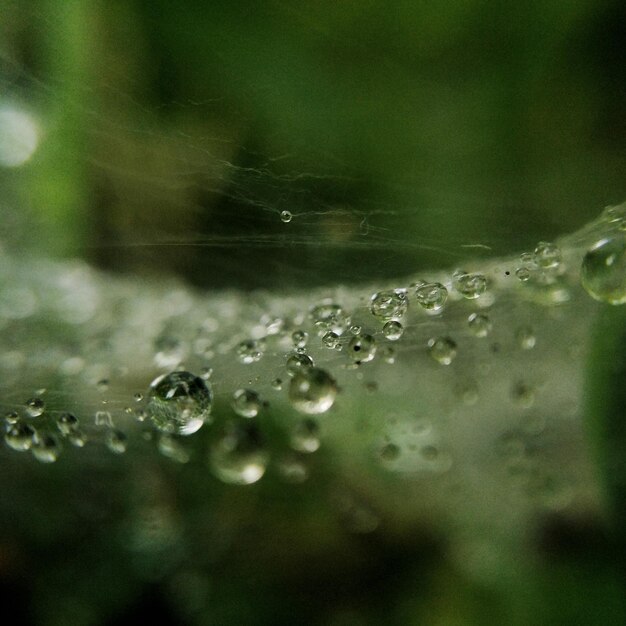 Close-up of water drops on plant