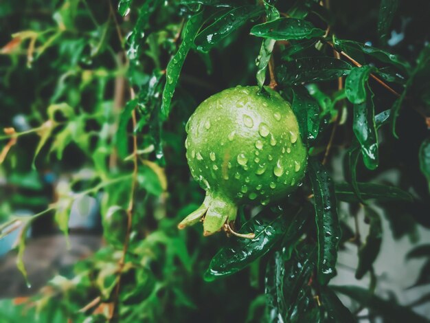 Photo close-up of water drops on plant