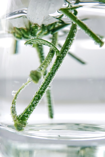 Foto prossimo piano delle gocce d'acqua sulla pianta