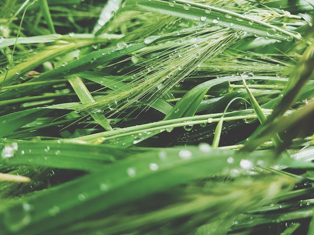 植物に落ちる水のクローズアップ