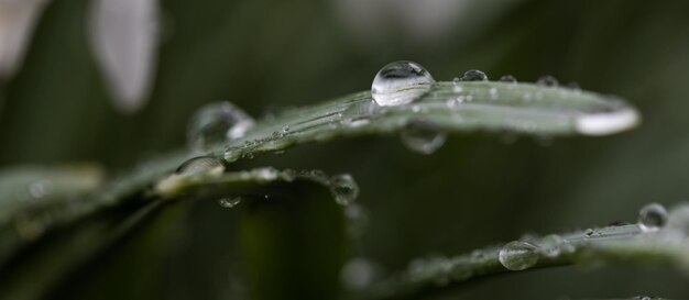 植物の水滴のクローズアップ