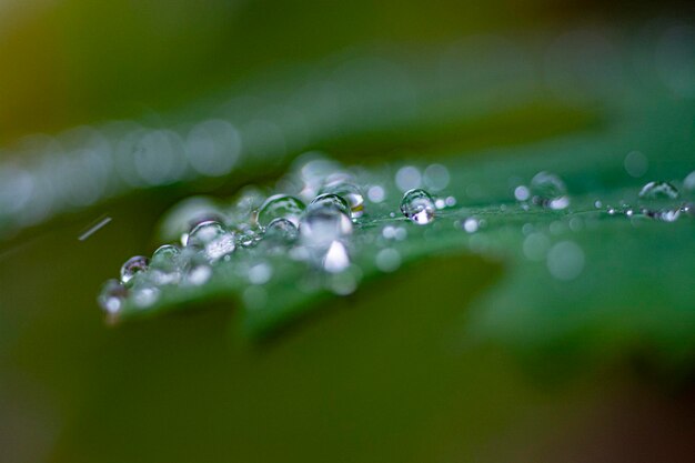 Close-up of water drops on plant