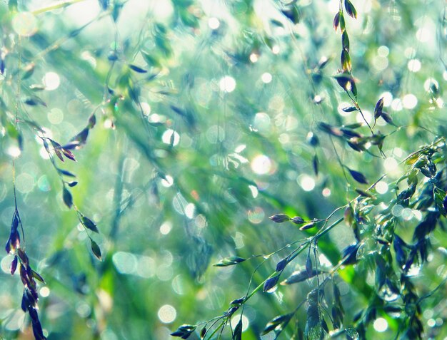 Photo close-up of water drops on plant