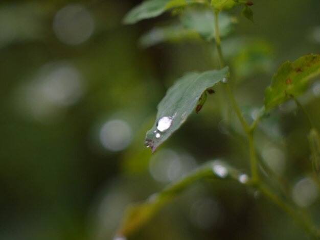 Photo close-up of water drops on plant