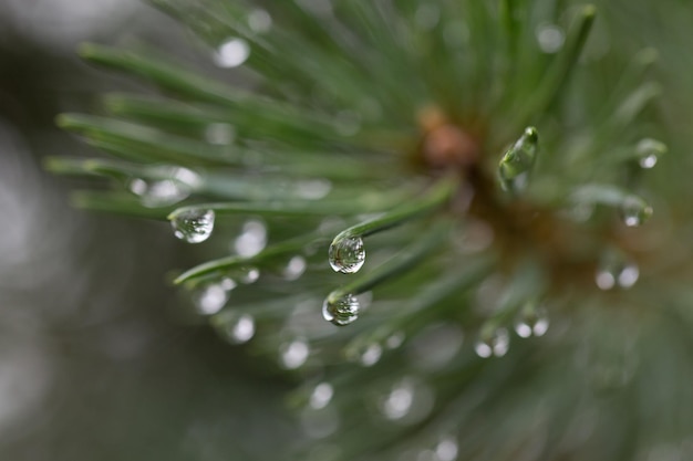 Photo close-up of water drops on plant