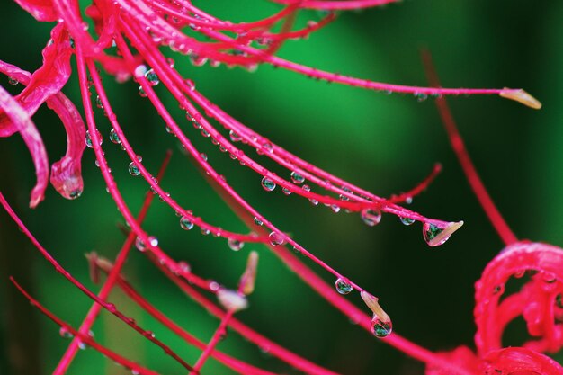 Close-up of water drops on plant