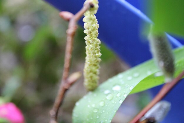 Close-up of water drops on plant