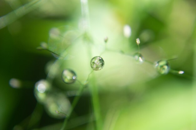 Close-up of water drops on plant