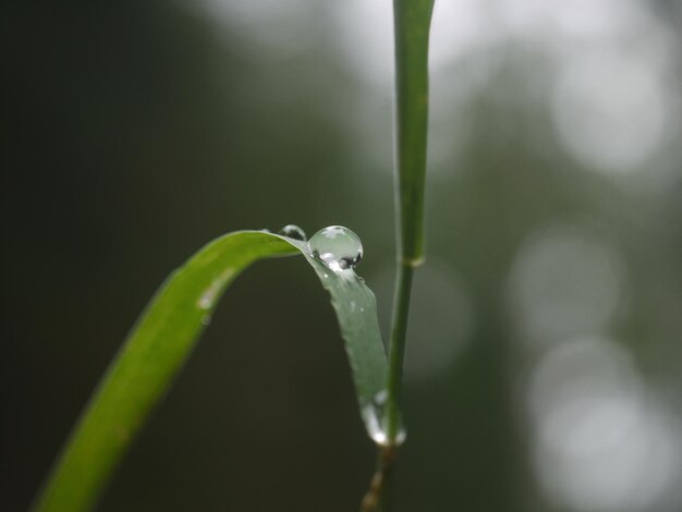 Photo close-up of water drops on plant