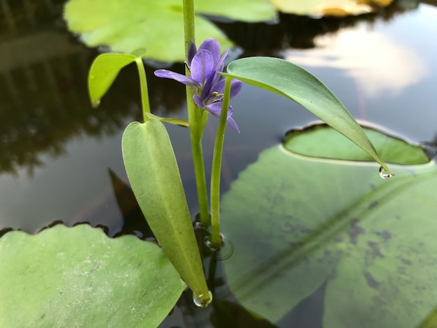 Photo close-up of water drops on plant