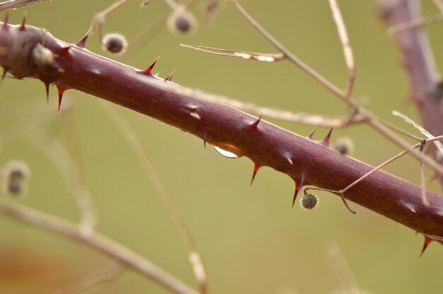 Close-up of water drops on plant