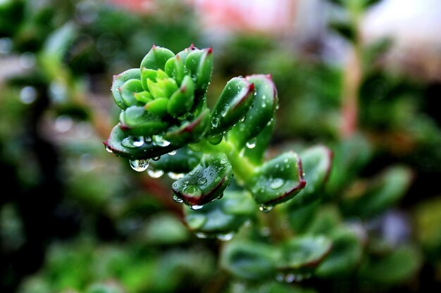 Photo close-up of water drops on plant