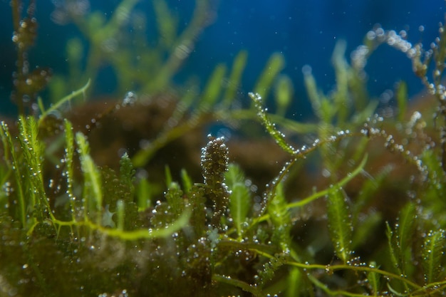 植物 に 落ちる 水 の クローズアップ