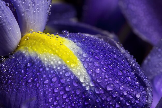 Close-up of water drops on purple flower