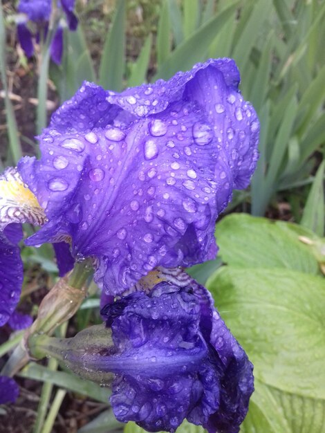 Close-up of water drops on purple flower