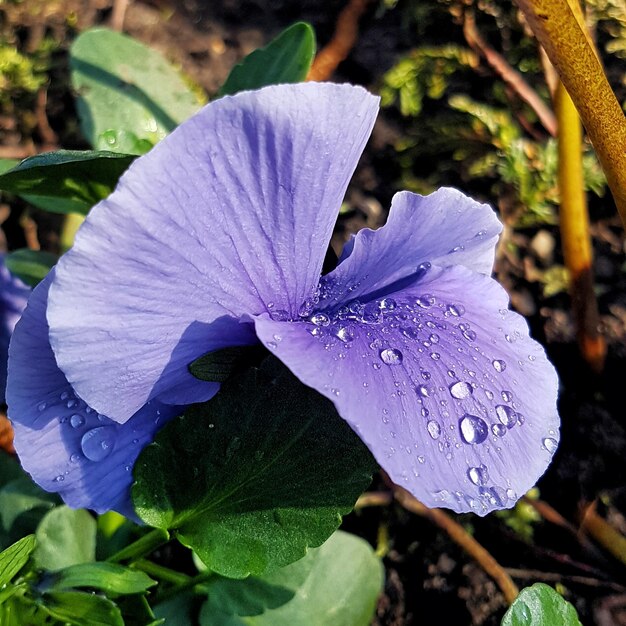 Close-up of water drops on purple flower