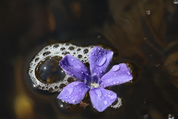 Foto prossimo piano delle gocce d'acqua sul fiore viola