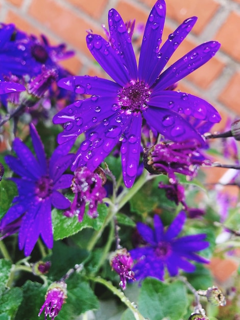 Foto close-up di gocce d'acqua su una pianta a fiori viola