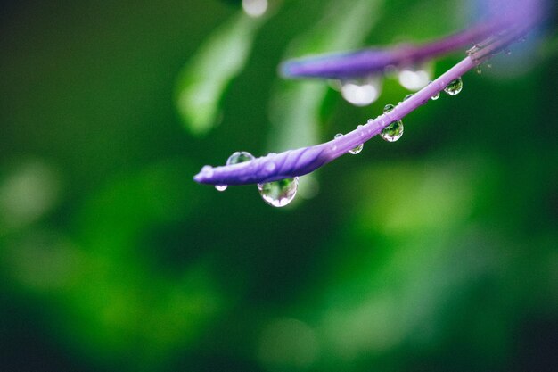 Close-up of water drops on purple flowers