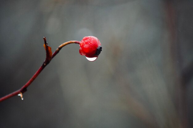 Foto prossimo piano delle gocce d'acqua sul germoglio rosso del fiore