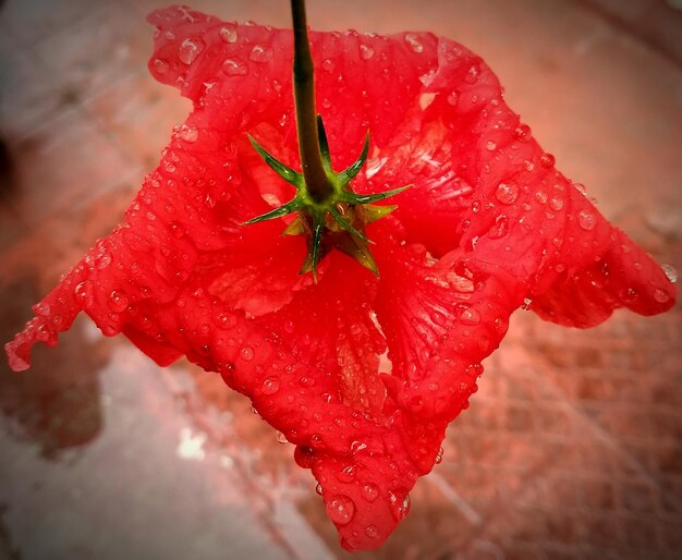 Close-up of water drops on red flower