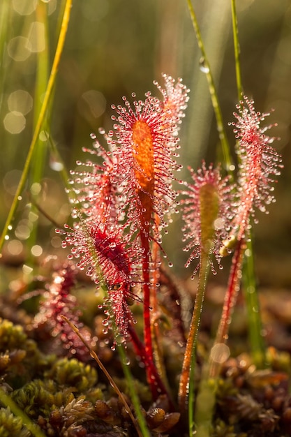 Photo close-up of water drops on red flower