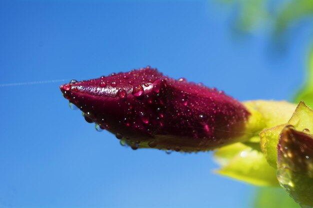 Close-up of water drops on red flower