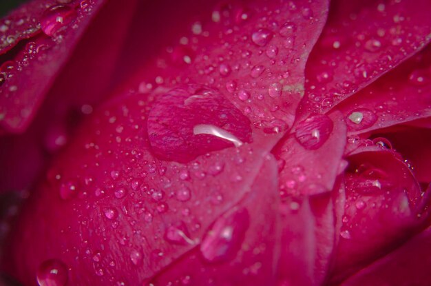 Photo close-up of water drops on red leaf