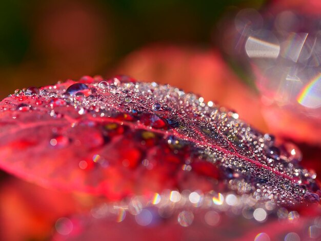 Close-up of water drops on red leaves